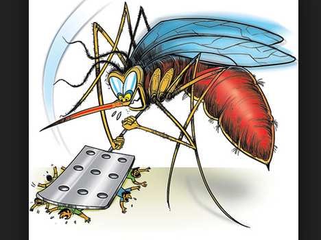 dengue crisis in chandigarh, panchkula