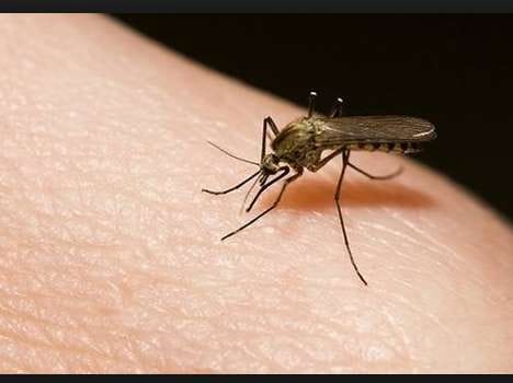dengue threat in jammu andd kashmir