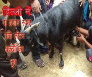 Dengue sting: goat milk reached two thousand rupies per liter