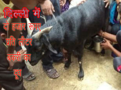 Goat milk sold online