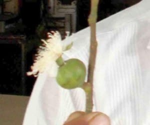 rare sycamore flower found in uttar pradesh