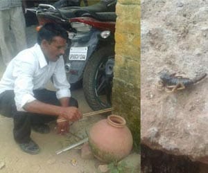 Cops at UP Police station catch snakes, scorpions.