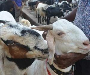thief come in luxury car and stole goats