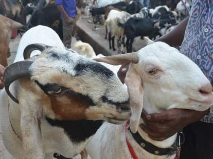 Goat milk sold online
