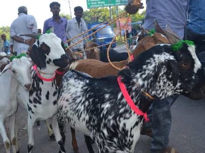 goat milk sell online in delhi