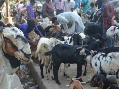 goat milk sell online in delhi