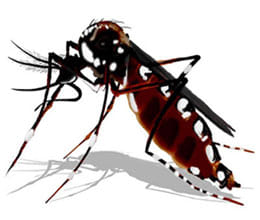 Khutar including the son of the chairman of the three contracted dengue