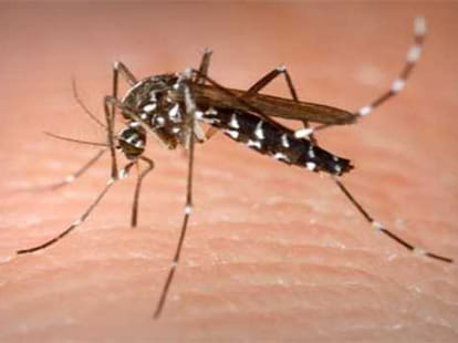 ayurvedic medicine to avoid Dengue, ramdev claims