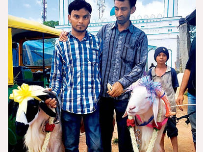 Shah Rukh Khan sources special Karnataka sheep for Bakrid