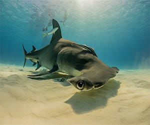 Fisheries is aware