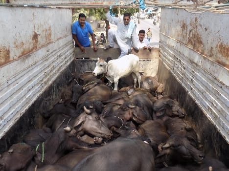 Canter full of cattle caught