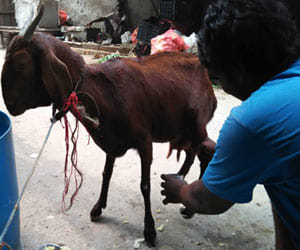 goat's milk is no scientific advantages of Dengue