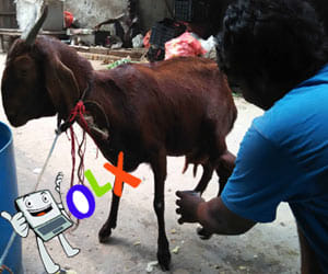 goat milk sell online in delhi