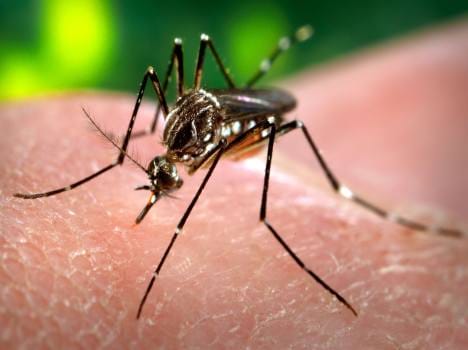 The red zone of the village administration, keeping a sharp eye on malaria.