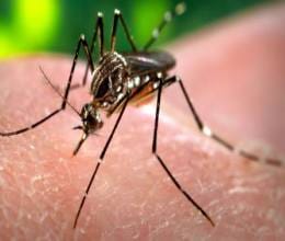 Dengue has killed six people and meningitis