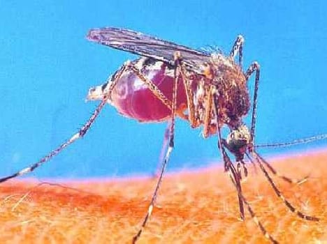 This will increase the number of mosquitoes