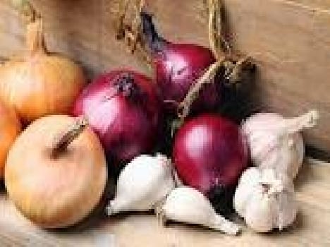 Onion , garlic cultivation will grant