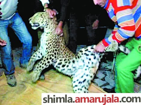 Leopard sparks panic enters IGMC hospital shimla.