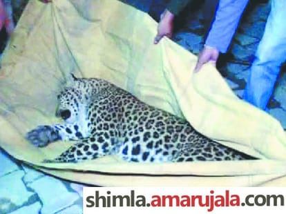 Leopard sparks panic enters IGMC hospital shimla.