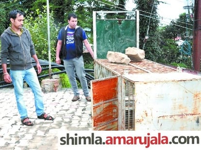 Leopard sparks panic enters IGMC hospital shimla.