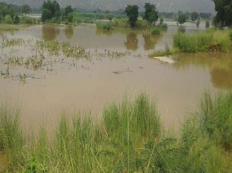 Rain ruined harvest in mewat