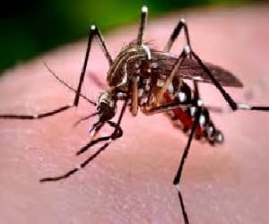 71 people suffer from dengue in lucknow
