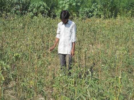 crops destroyed, disturbing weather 