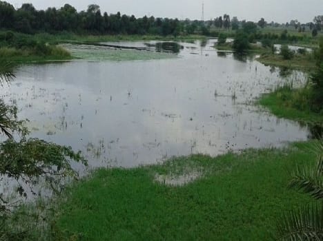 patna pakshi vihar; birds  are coming, lake is dry, no facility