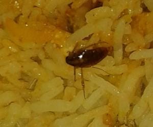 cockroach found in lucknow vyanjan restro