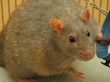 Dead Rat Found In white peas Distributed By Civil Supplies For Public distribution system.