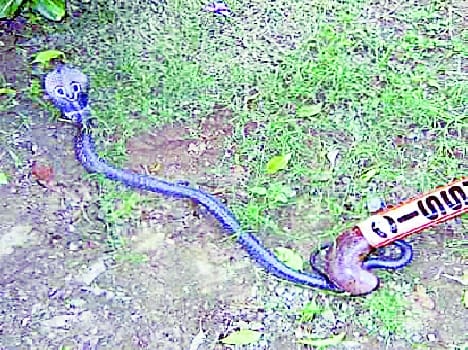 snake in ccsu meerut