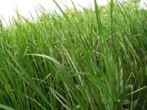 Paddy production is expected to decline 40 percent