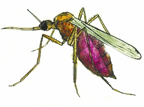 mosquito