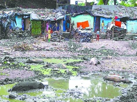 Dengue in Tanakpur