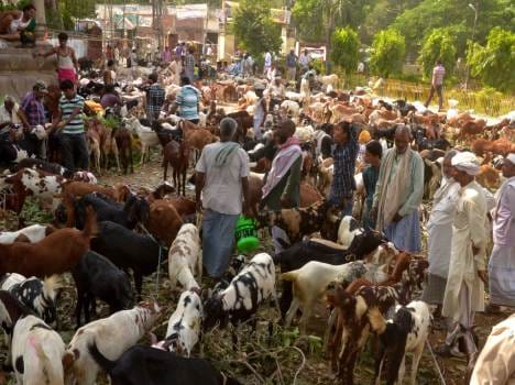 uploading photo of goat who belongs to id-ul-fitra is illegal