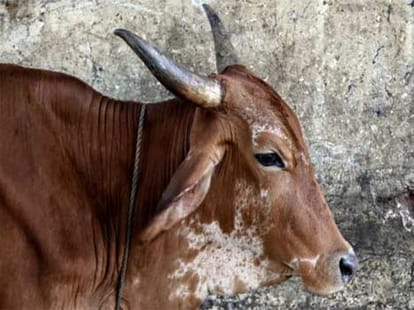beef ban in J&Ksuspended for 2 months by SC
