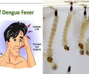 two cases of dengue from in Punjab And  Mumbai