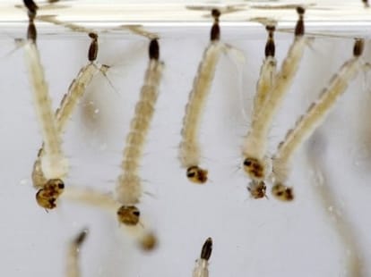 dengue transferred to baby from mother in womb