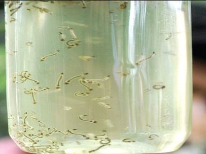 dengue mosquito not die from mosquito coil.