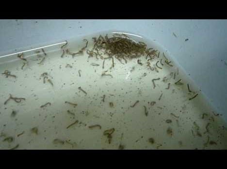 challan will be cut on finding dengue larvae