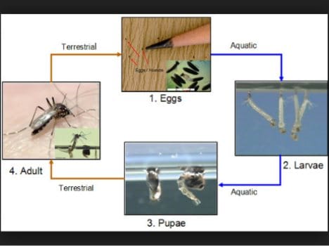 2 tested positive for dengue in jammu 