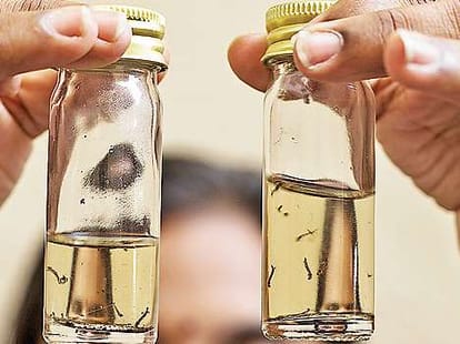 dengue virus spread from normal mosquito too.