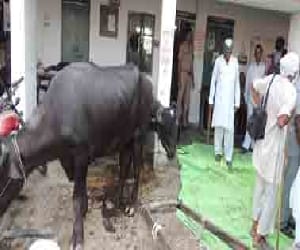 Cattle are in the grip of fever