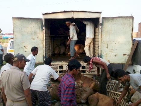 Stuffed animals caught pickup