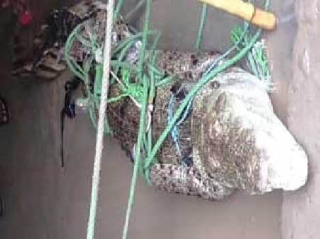 Baghmaria now turned into alligators , villagers caught