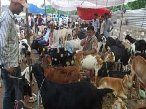 Bakri Eid were attired goat market close