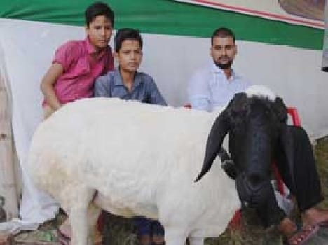 Engaged Dumba dialect of 65 thousand, vendor laid by two and a half lakh rupees
