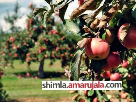 farmer have to do registration for sale of plants in himachal.