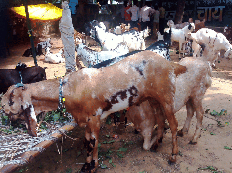 People are buying animals to sacrifice in the last round.