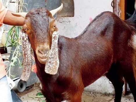 Man tries to flee with stolen goat in rickshaw is caught